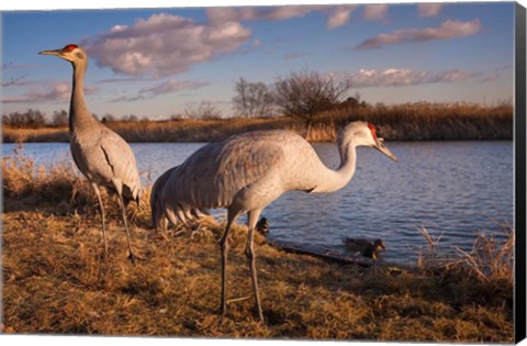 Framed Sandhill cranes, Migratory Bird Sanctuary, British Columbia, Canada Print