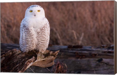 Framed Snowy owl, British Columbia, Canada Print