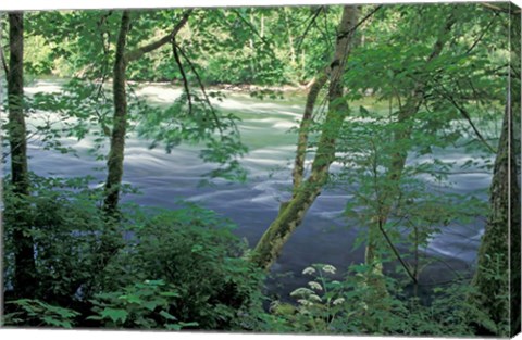 Framed Trees and Ferns on Banks of Campbell River, Vancouver Island, British Columbia Print