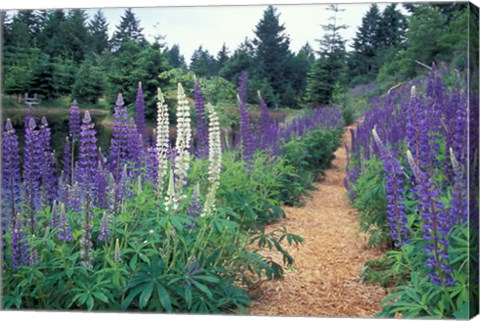 Framed Lupines by a Pond, Kitty Coleman Woodland Gardens, Comox Valley, Vancouver Island, British Columbia Print