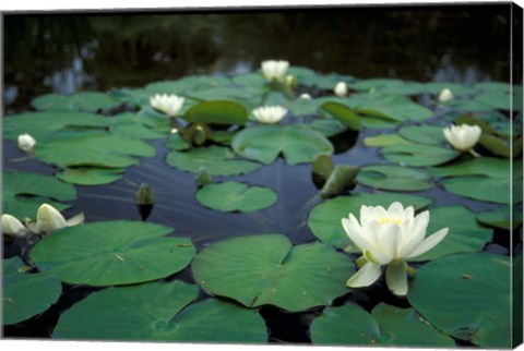 Framed White Water-Lily in Bloom, Kitty Coleman Woodland Gardens, Comox Valley, Vancouver Island, British Columbia Print