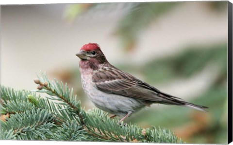 Framed Close-up of Male Cassin&#39;s Finch in Pine Tree, British Columbia, Canada Print
