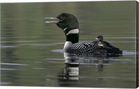 Framed Common Loon with Chick Print