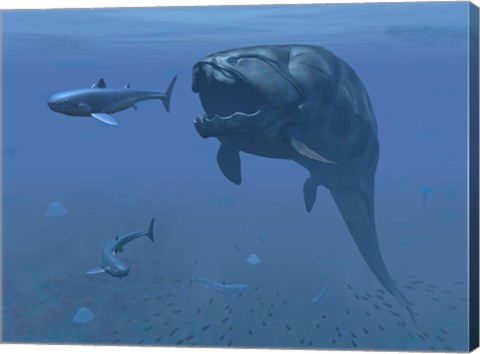 Framed prehistoric Dunkleosteus fish prepares to eat a primitive shark Print