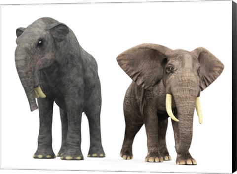 Framed adult Deinotherium compared to a modern adult African Elephant Print