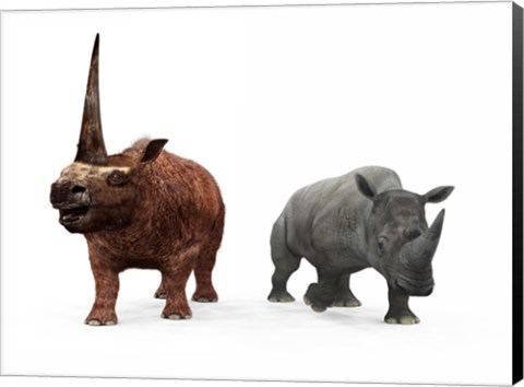 Framed adult Elasmotherium compared to a modern adult White Rhinoceros Print