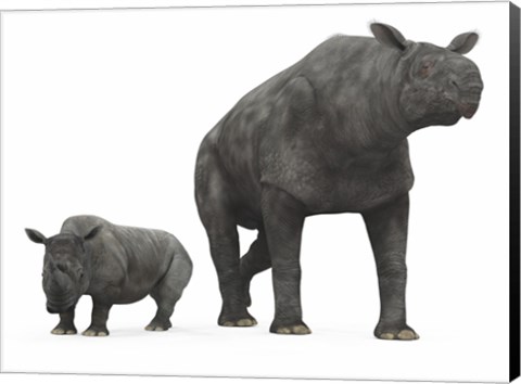 Framed adult Paraceratherium compared to a modern adult White Rhinoceros Print