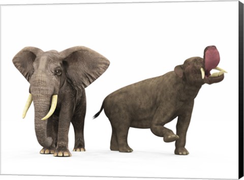 Framed adult Platybelodon compared to a modern adult African Elephant Print