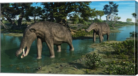 Framed pair of Platybelodon grazing in a shallow stream Print