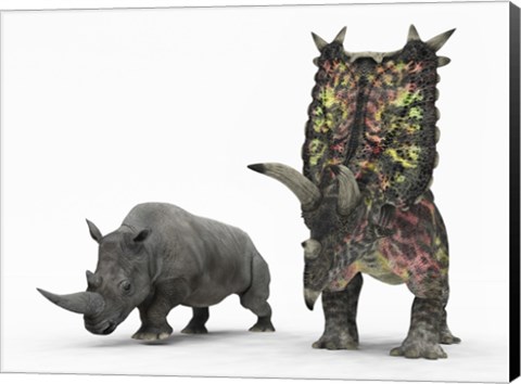 Framed adult Pentaceratops compared to a modern adult White Rhinoceros Print