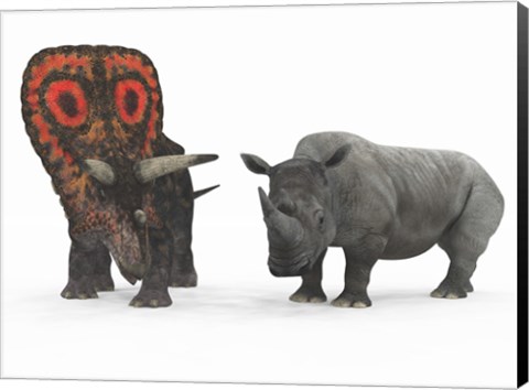 Framed adult Torosaurus compared to a modern adult White Rhinoceros Print