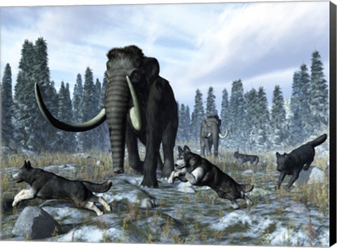 Framed pack of dire wolves crosses paths with two mammoths during the Upper Pleistocene Epoch Print