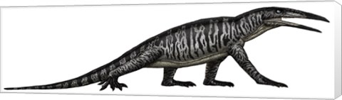 Framed Teraterpeton, an Archosauromorph from the Late Triassic Print