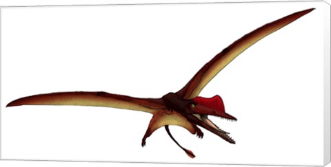 Framed Darwinopterus, a Pterosaur from the Jurassic Period Print