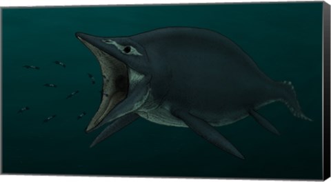 Framed Concept of the Suction Feeding Shastasaurus Eating Celphalopods Print
