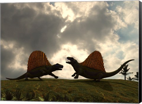 Framed Dimetrodon Fight Over Territory Print