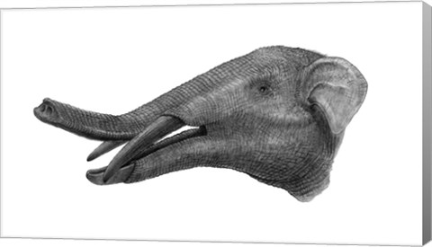 Framed Pencil Drawing of Gomphotherium Print