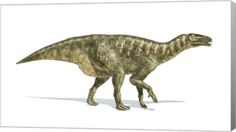 Framed Iguanodon Dinosaur on White Background Print
