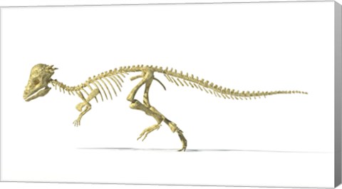 Framed 3D Rendering of a Pachycephalosaurus Dinosaur Skeleton Print