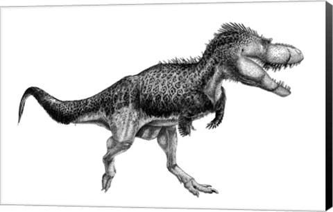 Framed Black Ink Drawing of Albertosaurus Sarcophagus Print