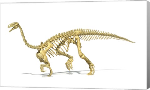 Framed 3D Rendering of a Plateosaurus dinosaur skeleton Print