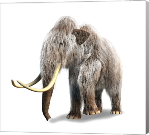 Framed Woolly Mammoth, White Background Print