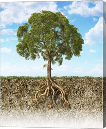 Framed Cross section of Soil Showing a Tree with its Roots Print