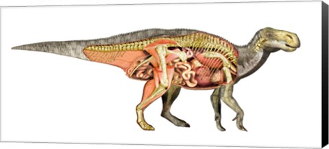 Framed Internal anatomy of an Iguanodon dinosaur Print