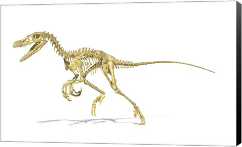 Framed 3D Rendering of a Velociraptor Dinosaur Skeleton Print