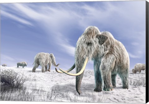 Framed Two Woolly Mammoths in a Snow Covered Field with a Few Bison Print