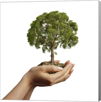 Framed Woman&#39;s Hands Holding Soil with a Tree Print