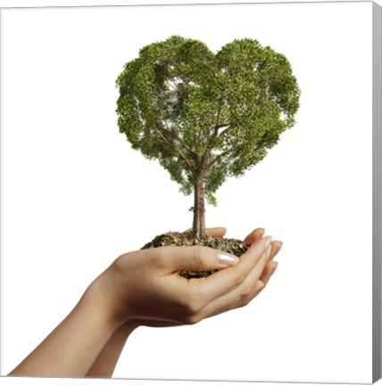 Framed Woman&#39;s Hands holding Soil with a Tree Heart Shaped Print