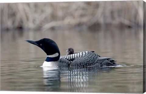 Framed British Columbia Common Loon with chick Print