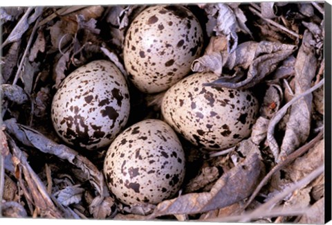 Framed Nightjar Nest and Eggs, Thaku River, British Columbia, Canada Print