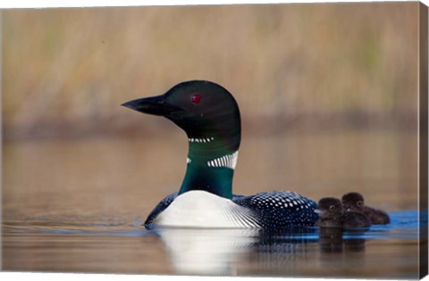 Framed British Columbia Common Loon bird on Lac Le Jeune Print