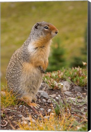 Framed British Columbia, Banff NP, Columbian ground squirrel Print