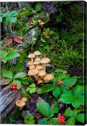 Framed British Columbia, Bowron Lakes Park Bunchberry, Forest Print