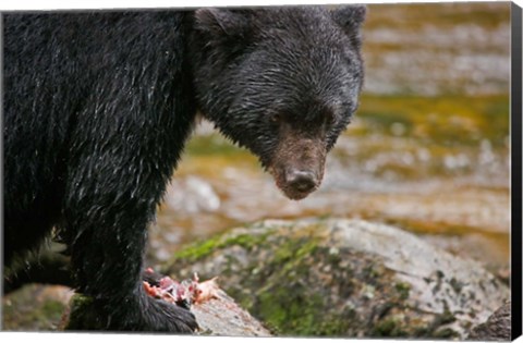 Framed British Columbia, Gribbell Island, Black bear, salmon Print