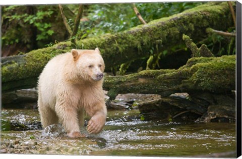 Framed British Columbia, Princess Royal Island, Spirit Bear Print