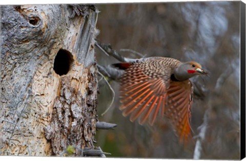 Framed British Columbia, Red-shafted Flicker bird Print