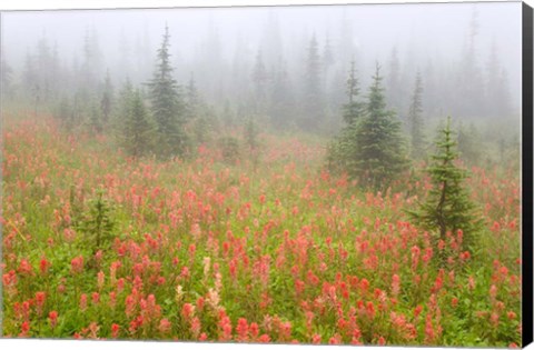 Framed British Columbia, Revelstoke NP, Misty meadow Print