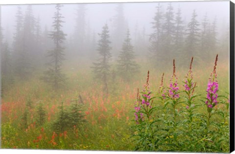 Framed Misty Meadow Scenic, Revelstoke National Park, British Columbia, Canada Print