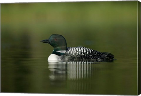 Framed British Columbia, Kamloops, Common loon bird Print