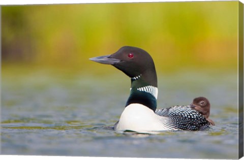 Framed British Columbia, Common Loon, breeding plumage Print