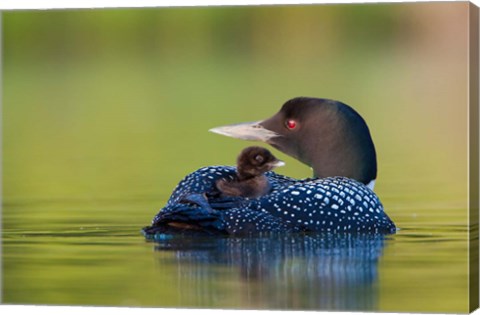 Framed British Columbia, Common Loons Print