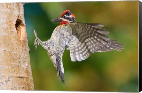 Framed British Columbia, Red-naped Sapsucker bird Print