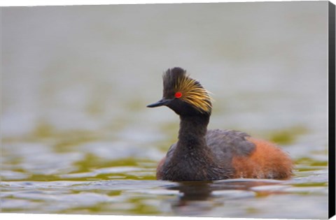 Framed Canada, British Columbia, Eared Grebe, breeding plumage Print