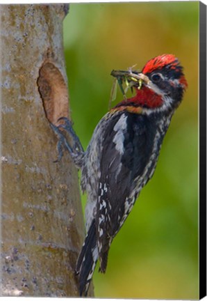 Framed Canada, British Columbia, Red-naped Sapsucker bird, nest Print