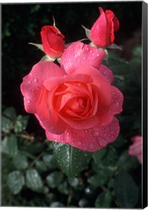 Framed English Rose in Butchart Gardens, Vancouver Island, British Columbia, Canada Print