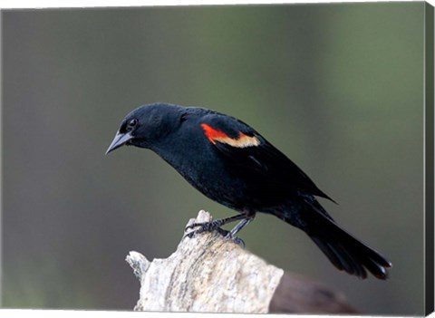 Framed British Columbia, Red-winged Blackbird Print